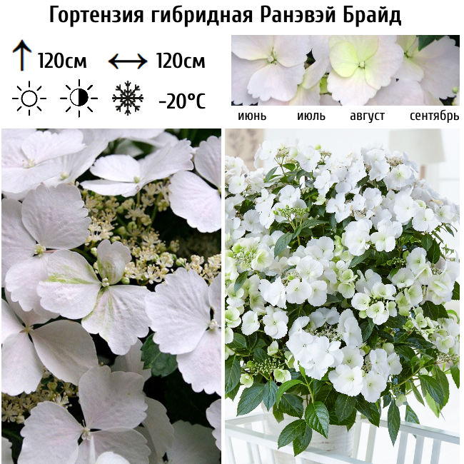 Гортензия гибридная Ранэвэй Брайд