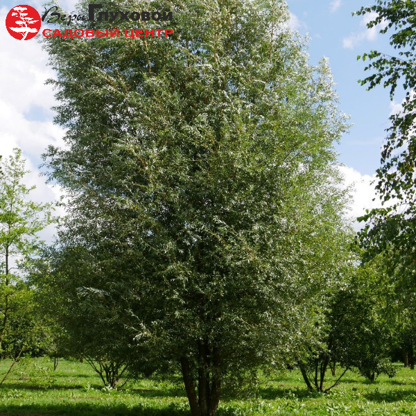 Ива белая "Чермезина" - Salix alba 'Chermesina'