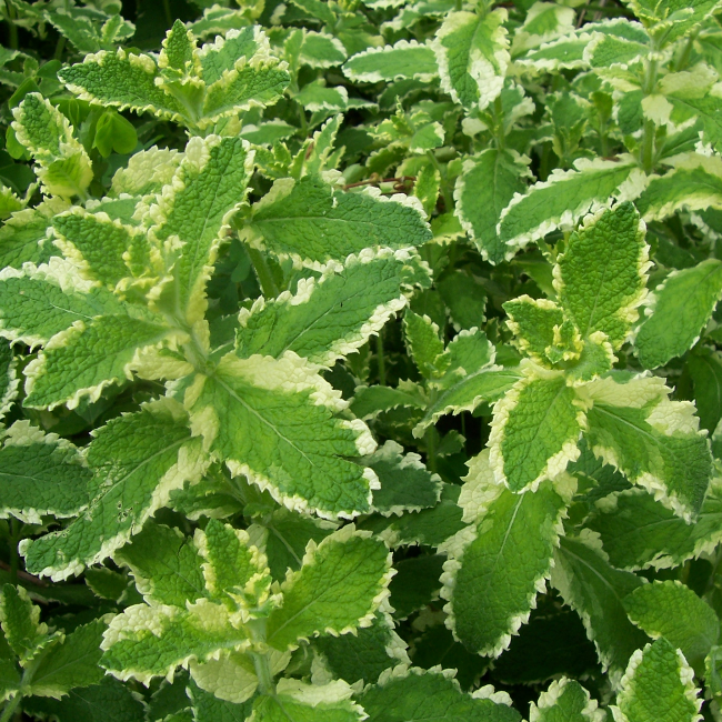 Основное изображение товара