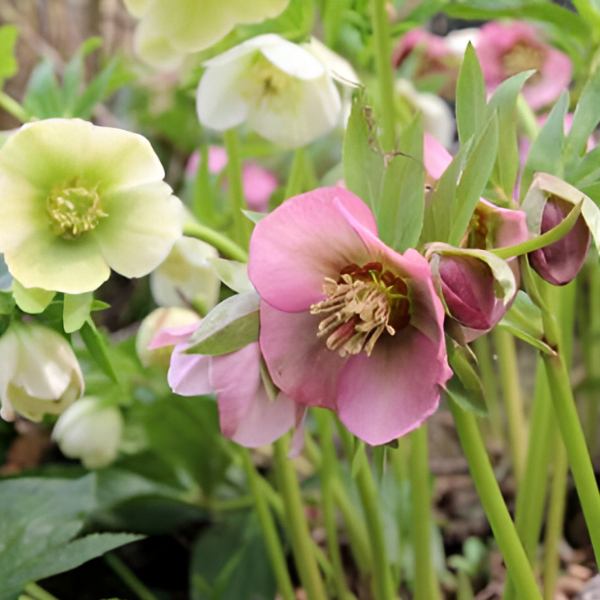 Основное изображение товара