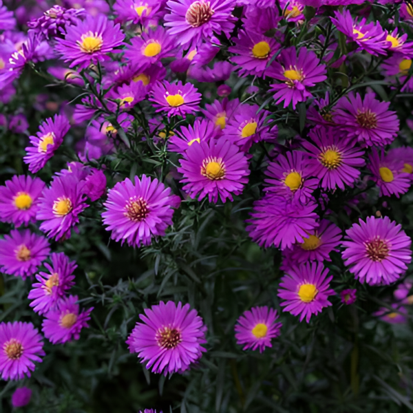 Основное изображение товара