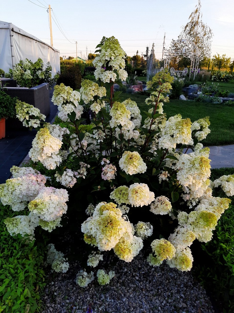 Самарская Лидия на закате Самарская Лидия на закате