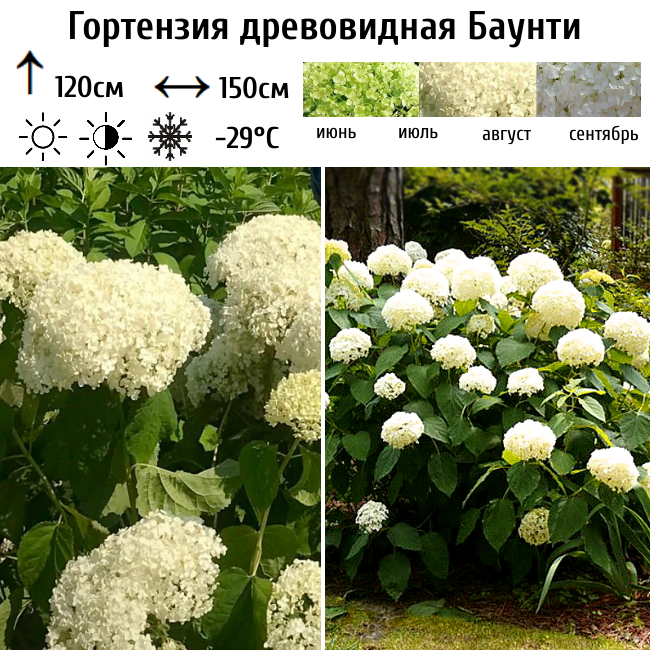 Гортензия древовидная Баунти