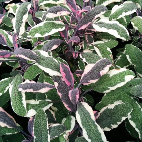 Шалфей лекарственный 