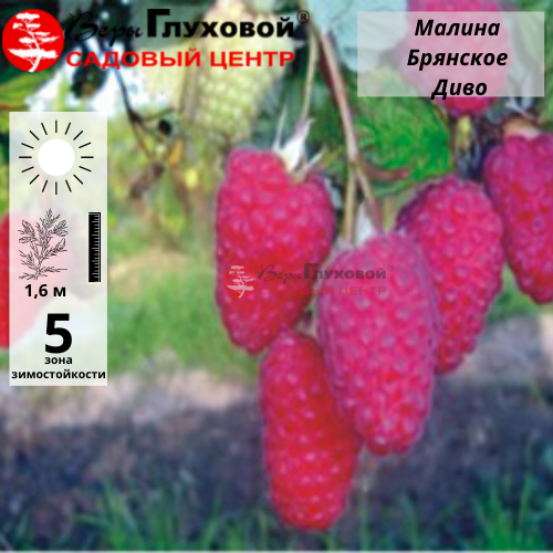 Малина Брянское диво