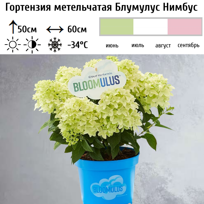 Основное изображение товара