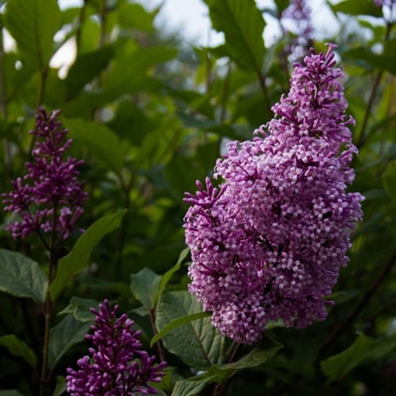 Основное изображение товара