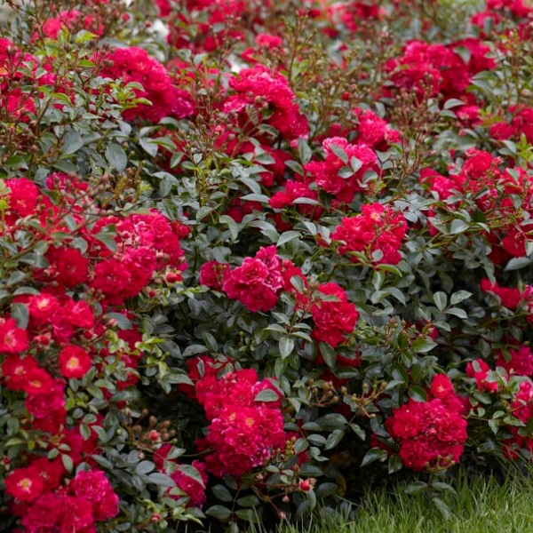 Основное изображение товара