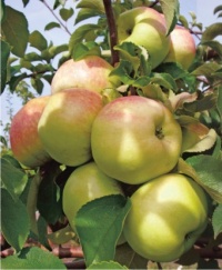 Сообщаем о поступлении в продажу в Курумоче с 08.10.15. 3-летних саженцев яблони (голый корень) 