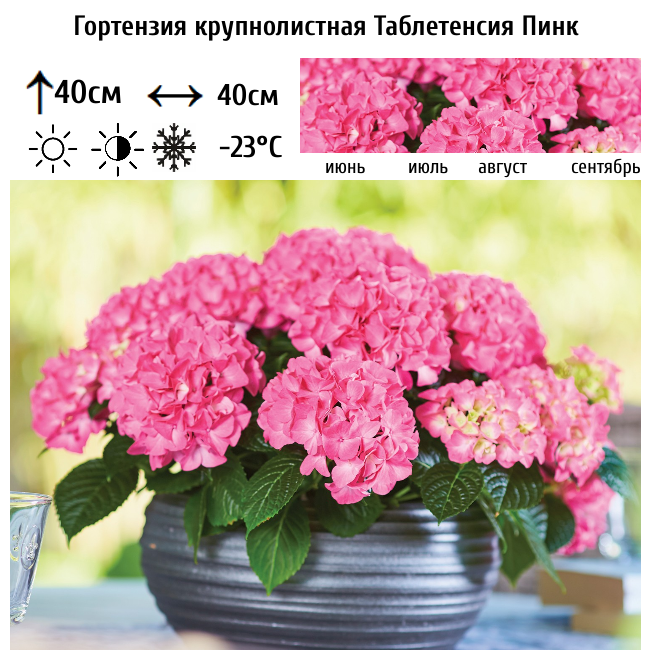 Гортензия крупнолистная Таблетенсия Пинк