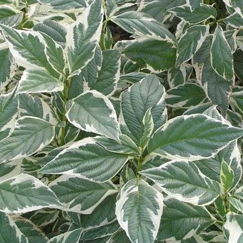 Основное изображение товара