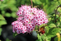 Представляем вам Спирею японскую Sparkling Champagne