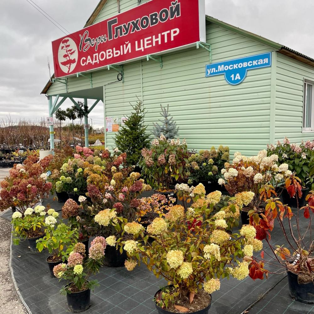 Осенняя распродажа -20% на все растения в Курумоче!