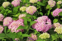 Цветение гортензий в Садовом центре! 