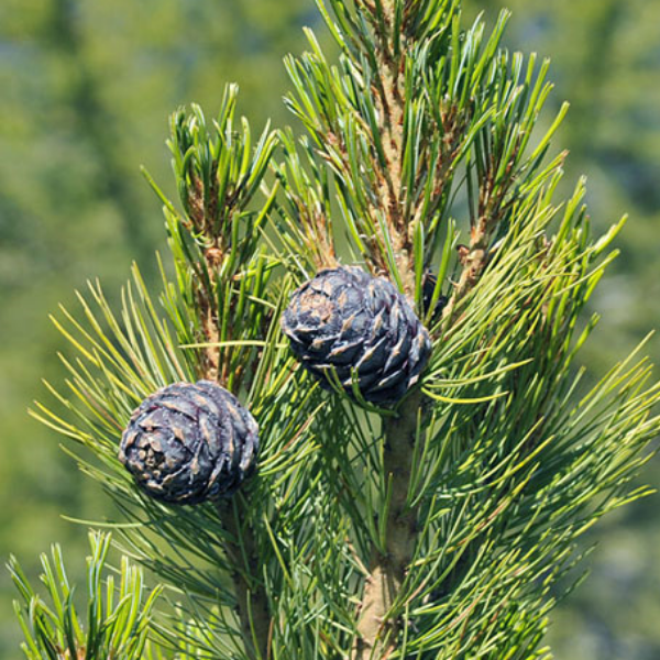 Основное изображение товара