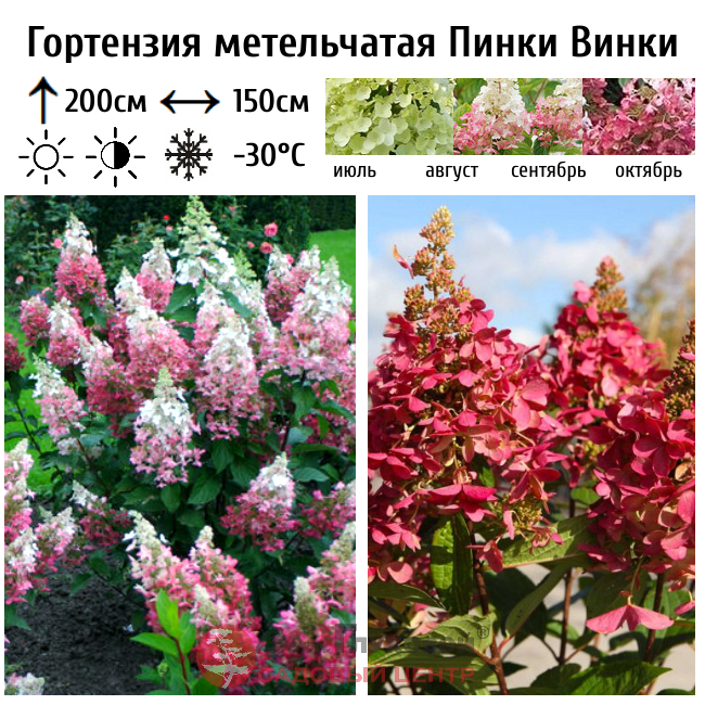 Гортензия метельчатая Пинки Винки
