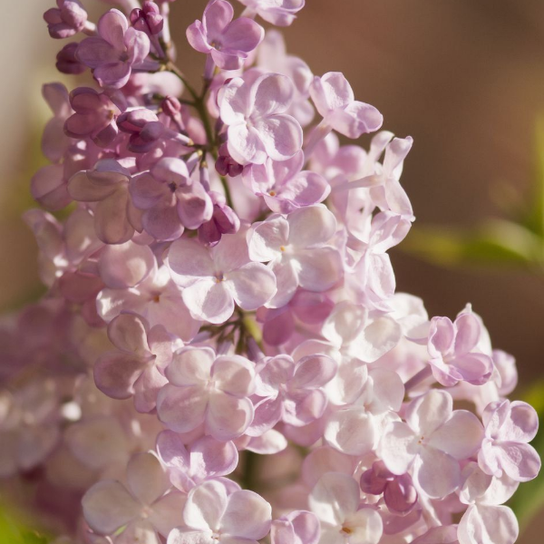 Основное изображение товара