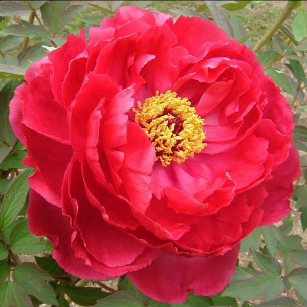 Основное изображение товара