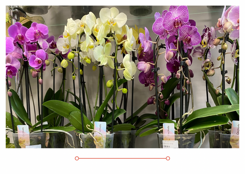 Новое поступление комнатных растений