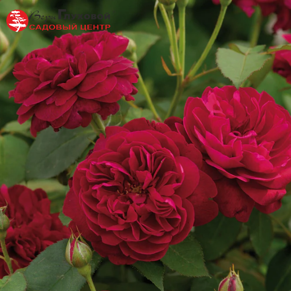 Основное изображение товара