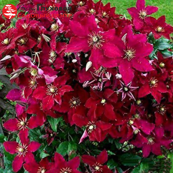 Основное изображение товара