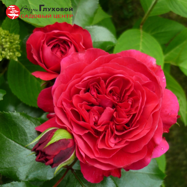 Основное изображение товара