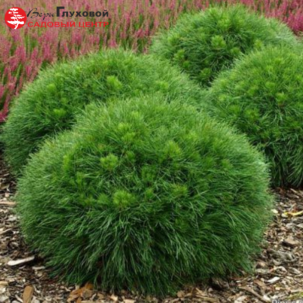 Основное изображение товара