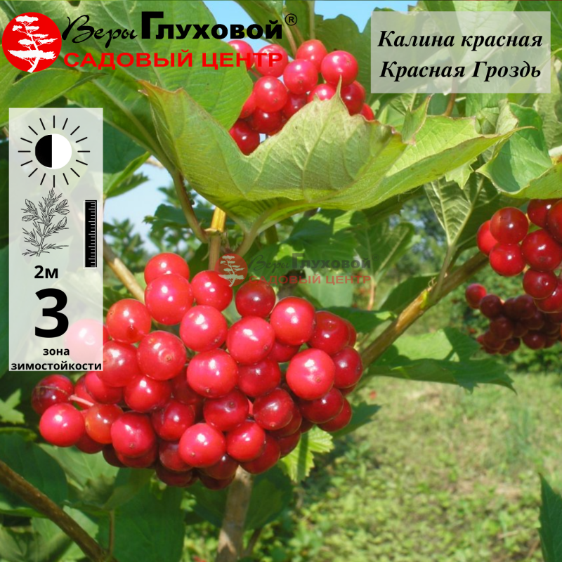 Калина красная Красная гроздь