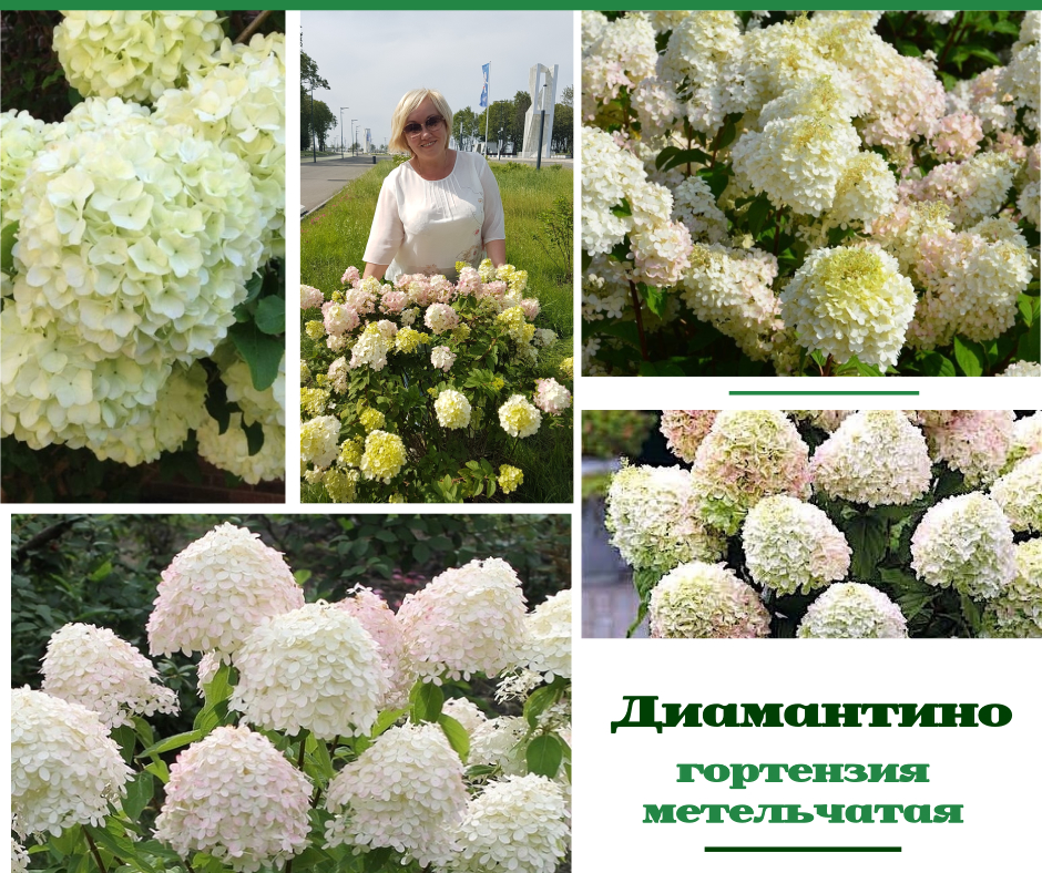Гортензии, которые мы сажали к ЧМ 2018 Гортензии, которые мы сажали к ЧМ 2018