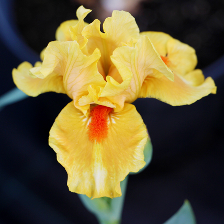 Ирис — утонченный цветок для вашего участка Ирис — утонченный цветок для вашего участка