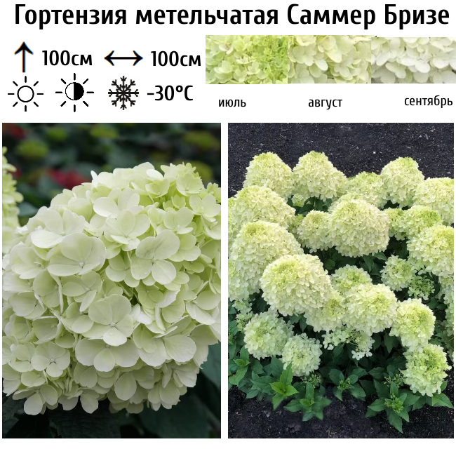 Гортензия метельчатая Саммер Бризе