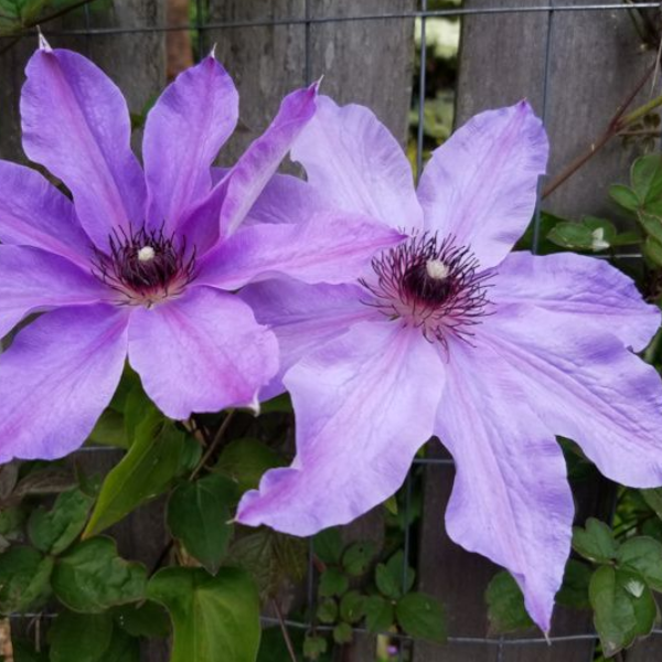 Основное изображение товара