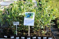 Фото садового центра в Самаре