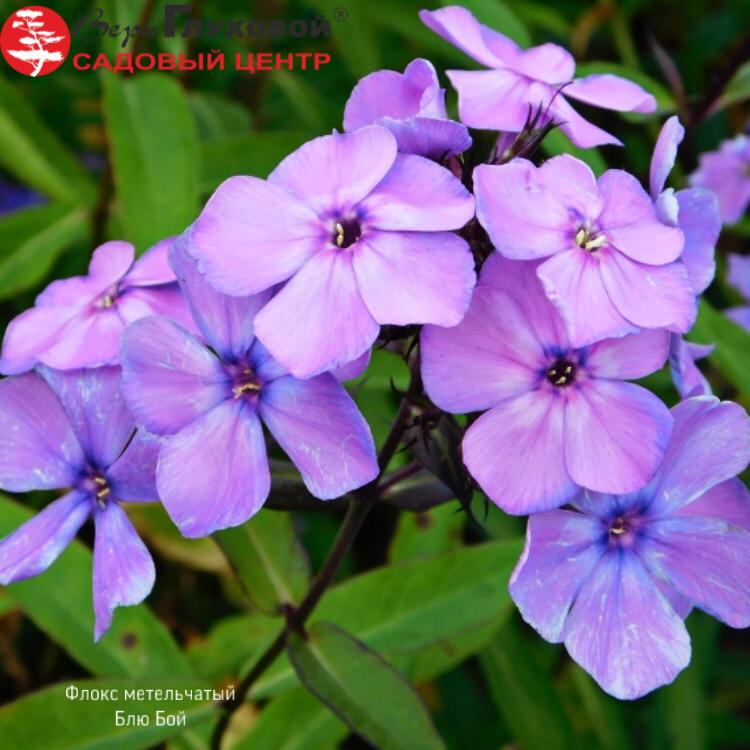 Флокс метельчатый Blue Boy Флокс метельчатый Blue Boy