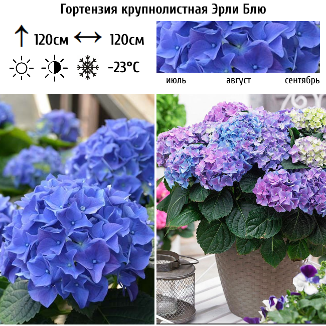 Основное изображение товара