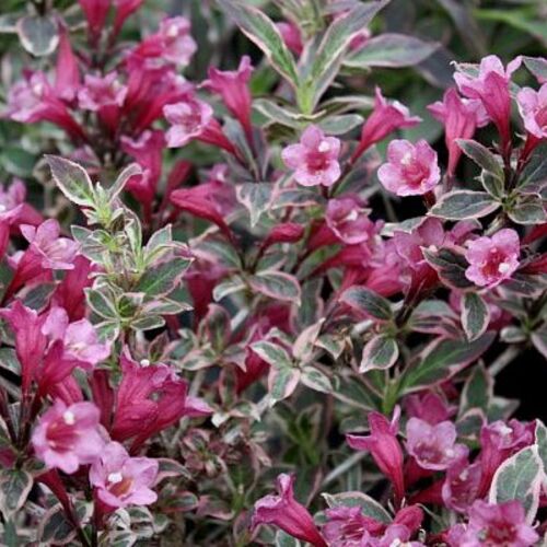Вейгела цветущая "Монет" - Weigela florida "Monet"