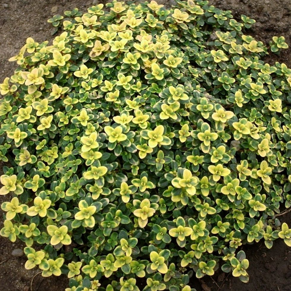 Основное изображение товара