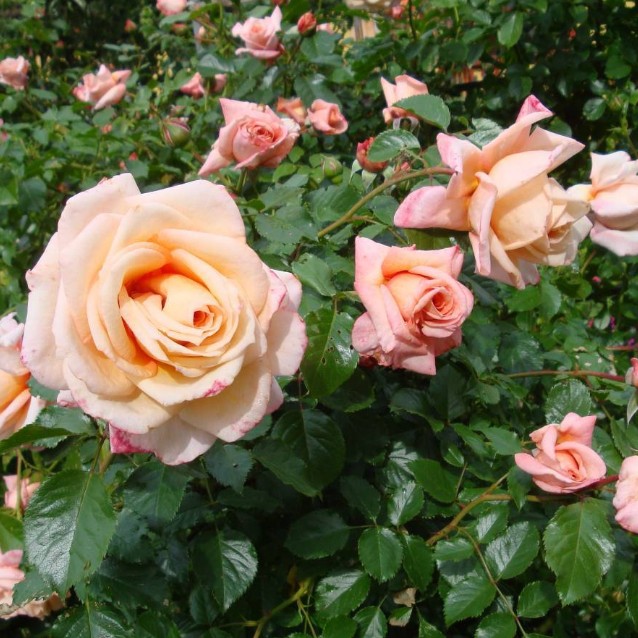 Основное изображение товара