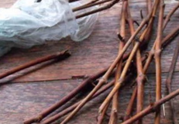 Три способа как сохранить черенки винограда зимой Три способа как сохранить черенки винограда зимой