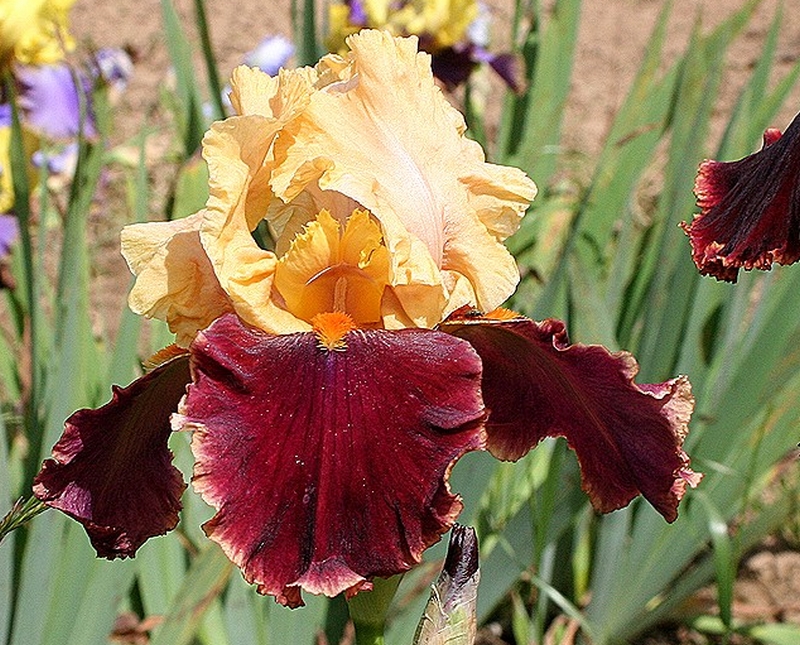 Коллекция ирисов Кайе Коллекция ирисов Кайе