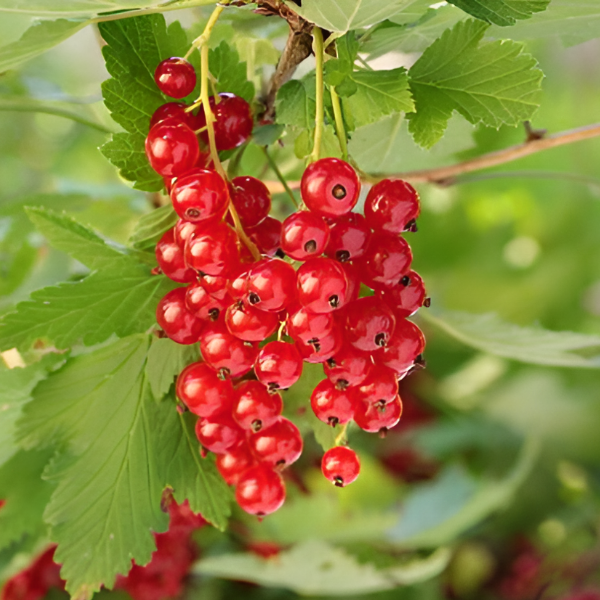 Смородина красная Андрейченко