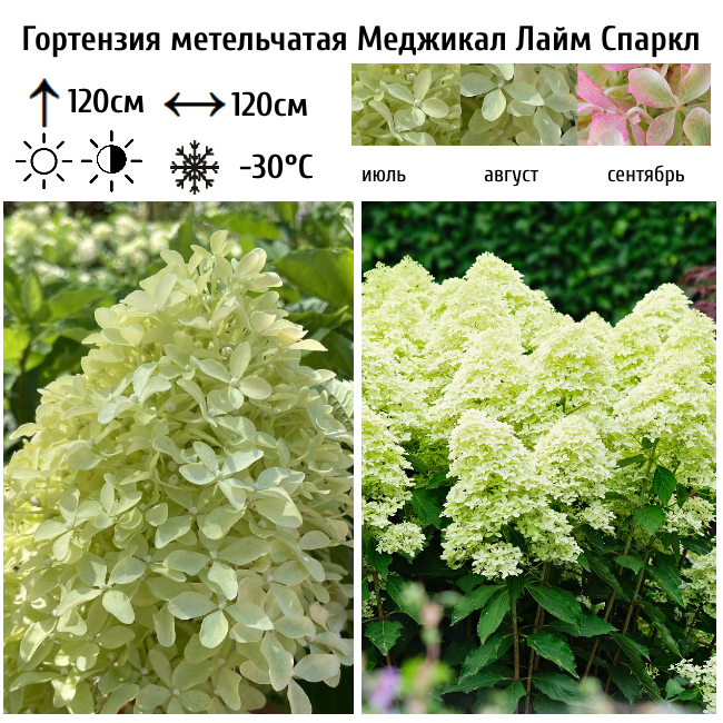 Гортензия метельчатая Меджикал Лайм Спаркл