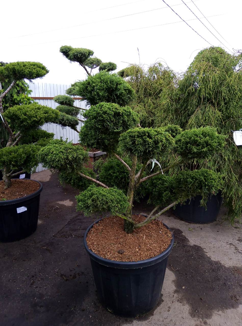 Ниваки и садовый бонсай: кусочек живой Японии в вашем саду Ниваки и садовый бонсай: кусочек живой Японии в вашем саду