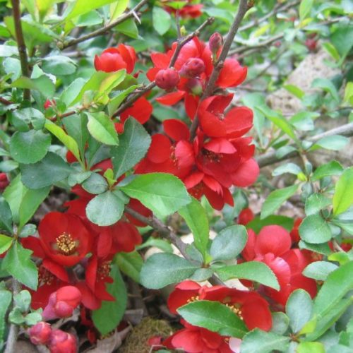 Основное изображение товара