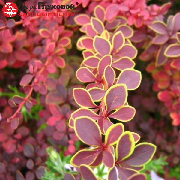 Основное изображение товара