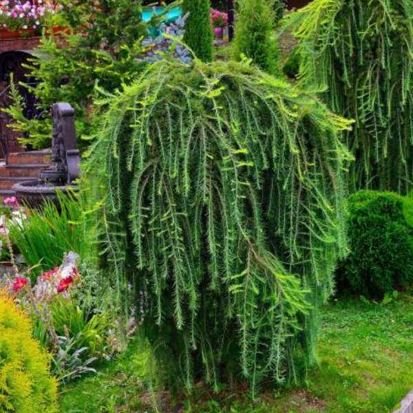 Лиственница Кемпфера "Стиф Випер" Larix kaempferi `Stiff Weeper`