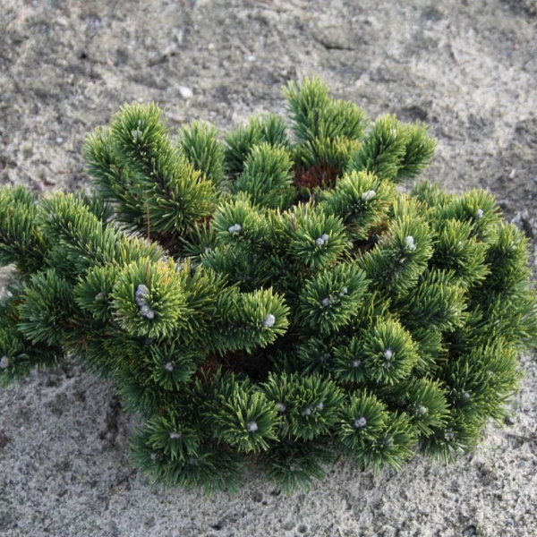 Основное изображение товара