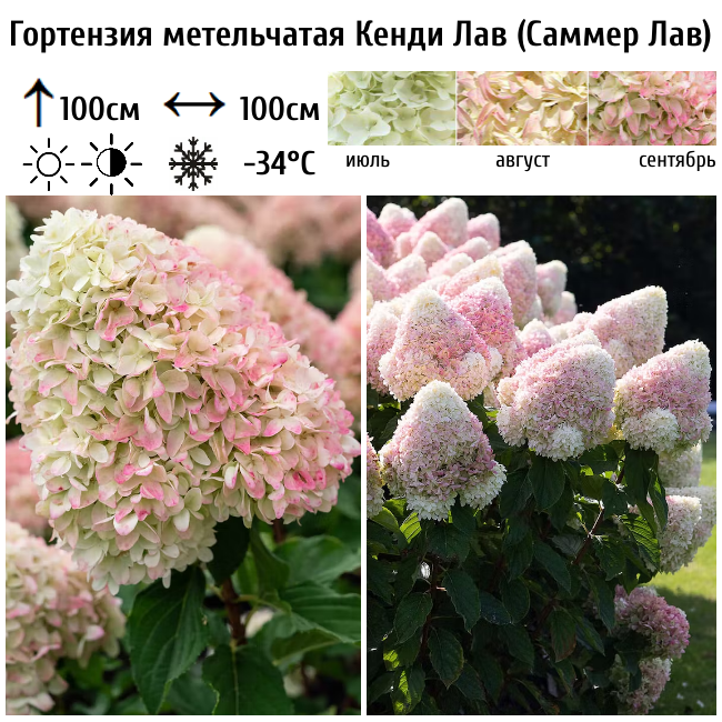 Основное изображение товара