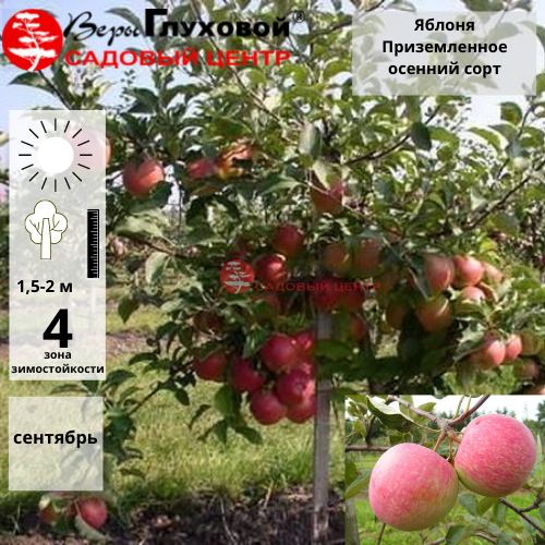 Яблоня Приземленное