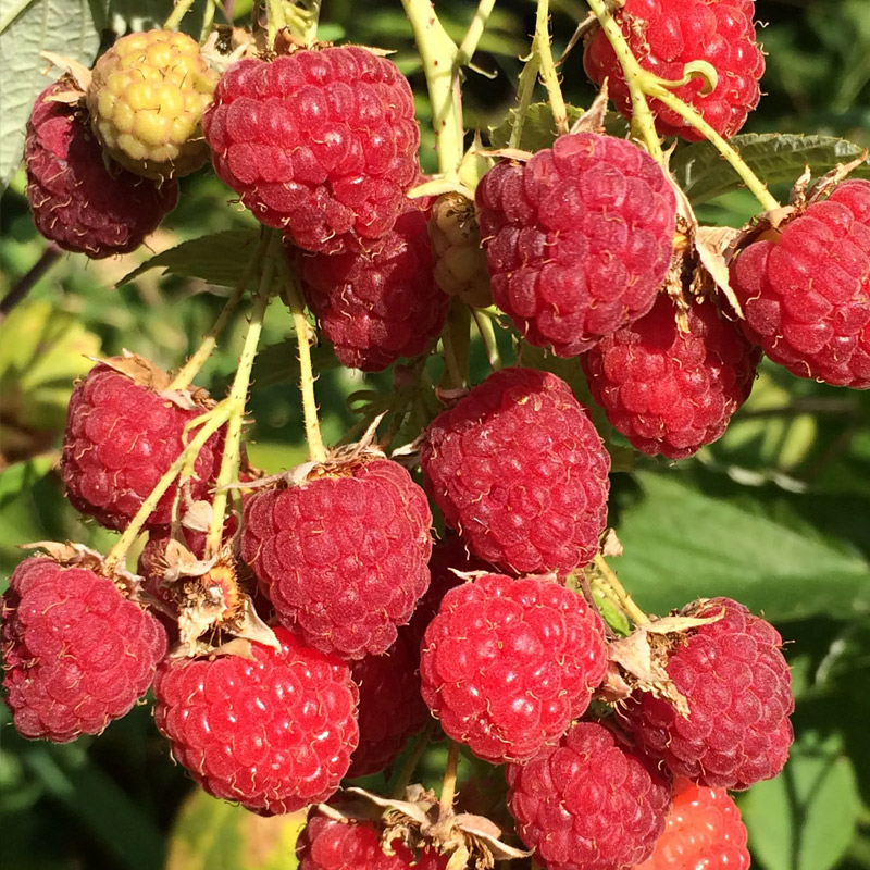 Малина Химбо Топ